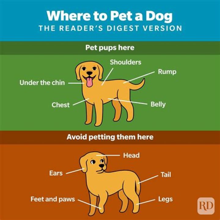 How do dogs feel on planes?