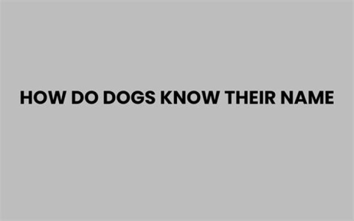 How do dogs know their name?