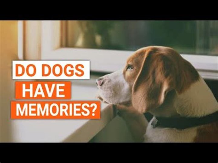 How do dogs remember their owners?