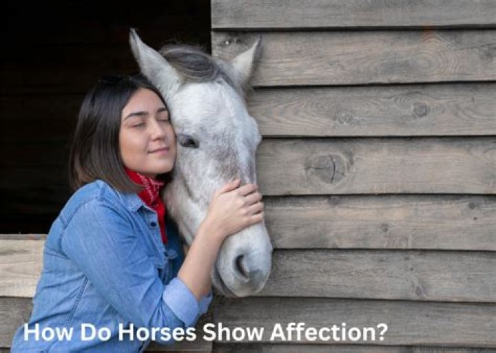 How do horse show affection?