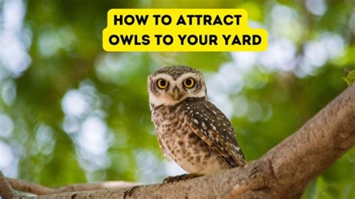 How do I attract an owl to my property?