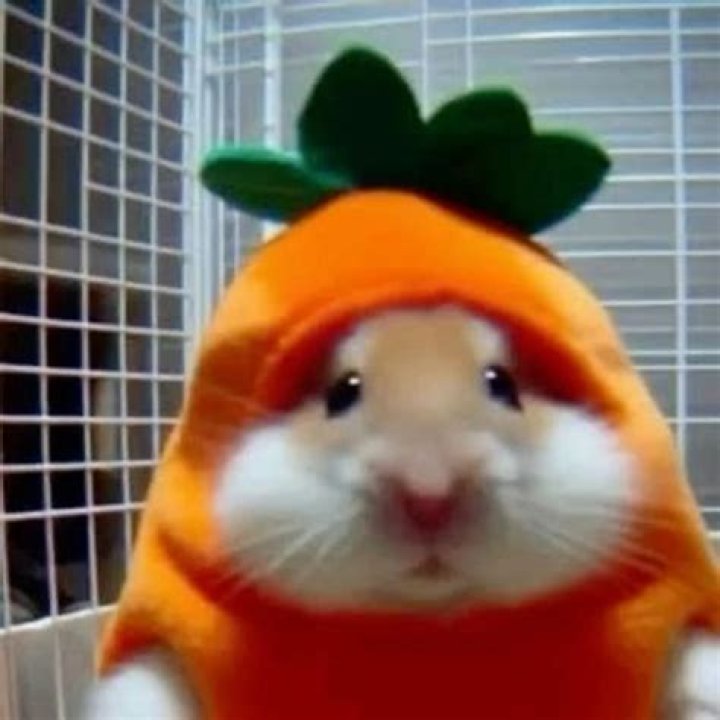 How do I call my hamster?