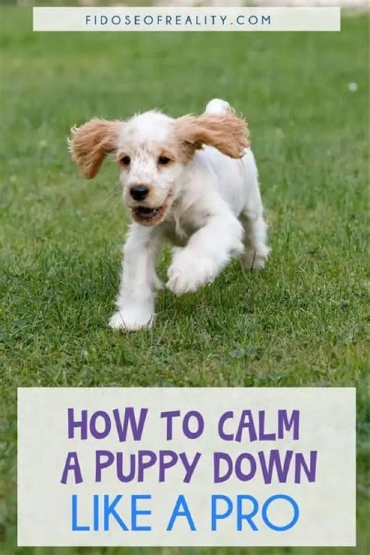 How do I calm my puppy down?