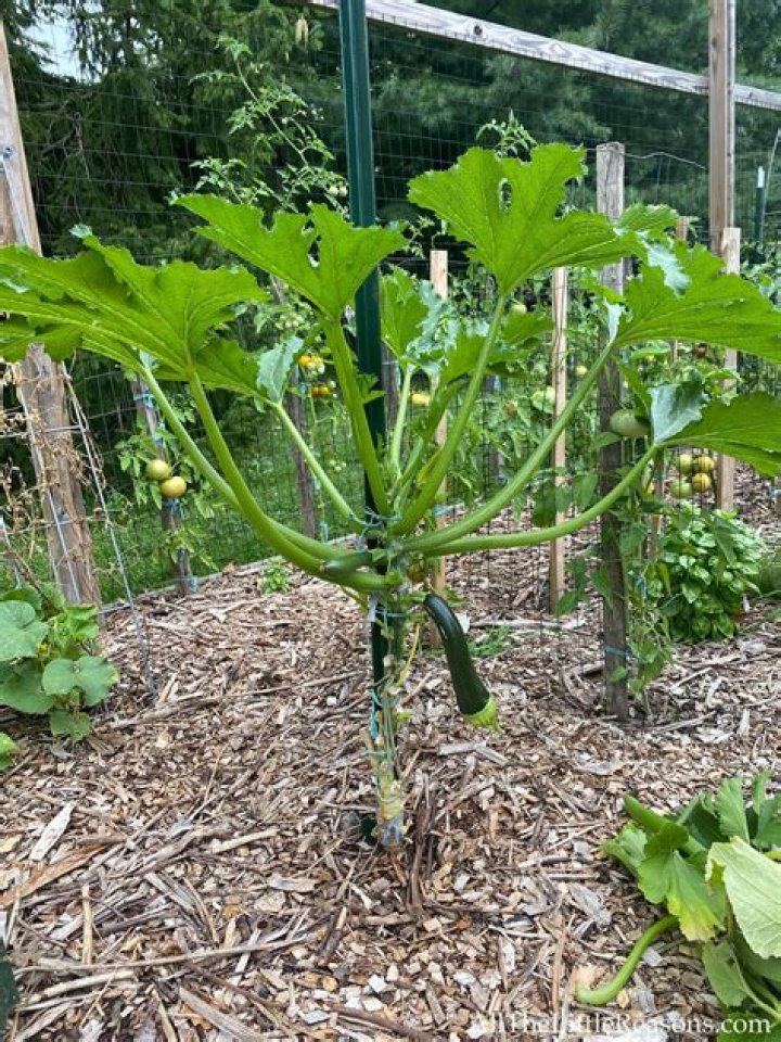 How do I get rid of ants on my zucchini plants?