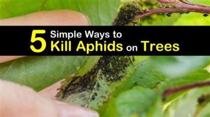 How do I get rid of aphids on my plum tree?
