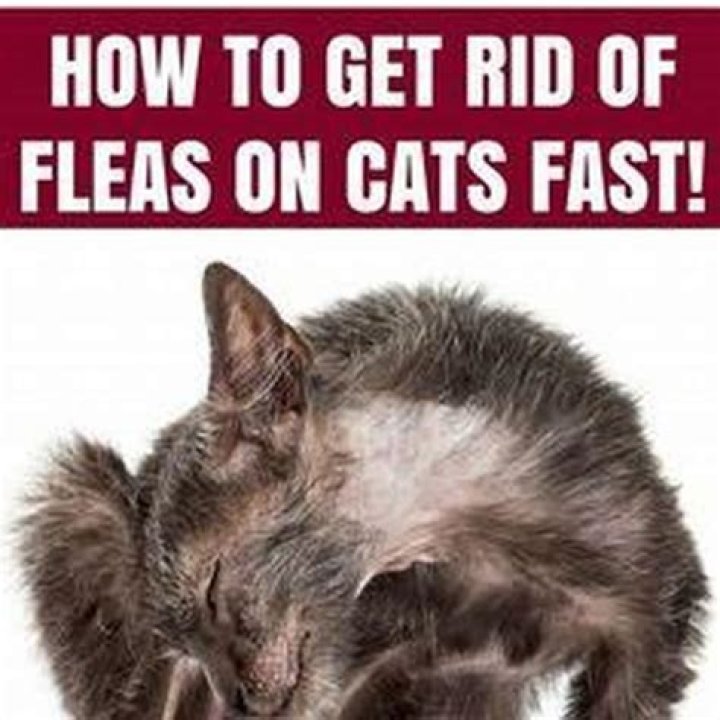 How do I get rid of fleas on my cat without a bath?