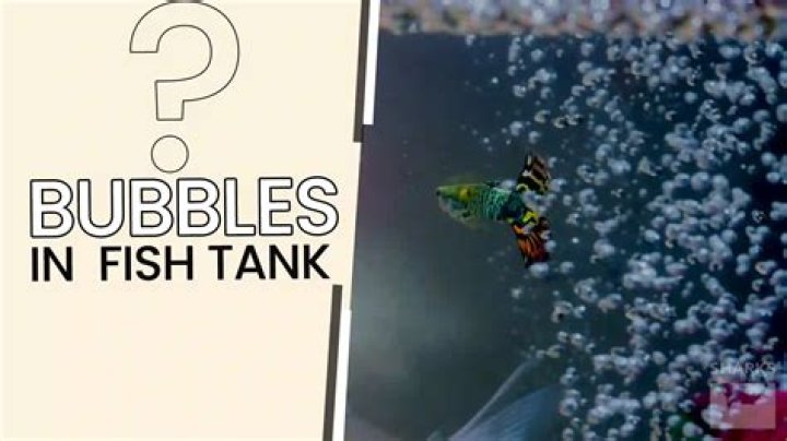 How do I get rid of poop in my fish tank?