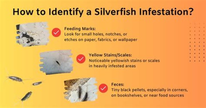 How do I know if I have an infestation of silverfish?