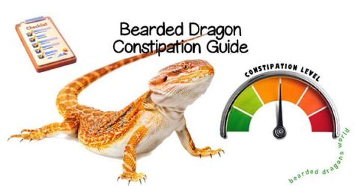 How do I know if my bearded dragon is citrus?