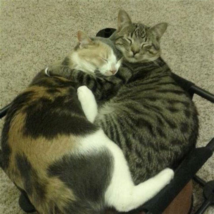 How do I know if my cats love each other?