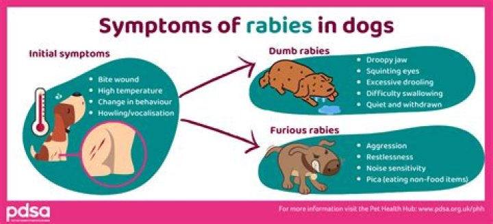 How do I know if my dog has rabies?