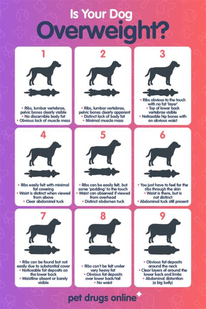 How do I know if my dog is getting too much protein?