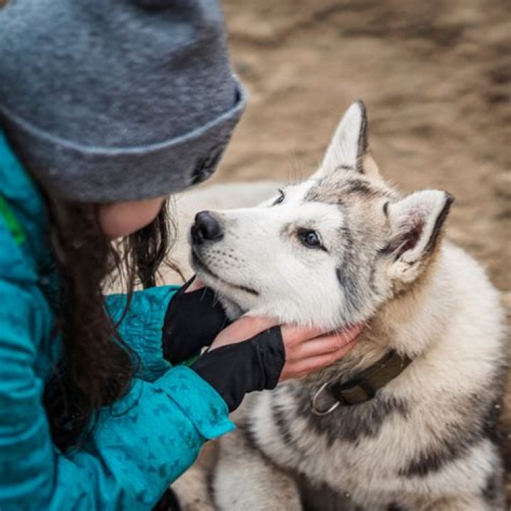 How do I know my dog loves me?