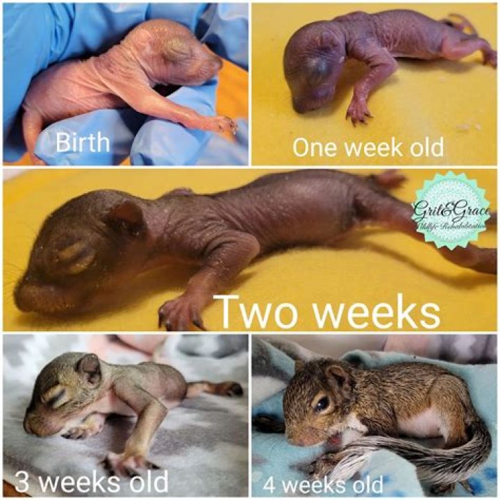 How do I play with my 2 week old baby?