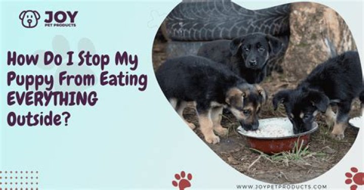 How do I stop my puppy from eating everything outside?
