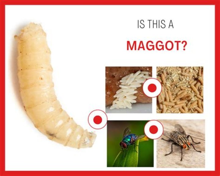 How do maggots get in cherries?
