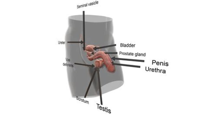 How do men clean their private parts?