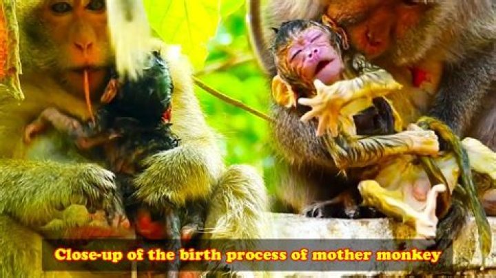 How do Sea-Monkeys give birth?