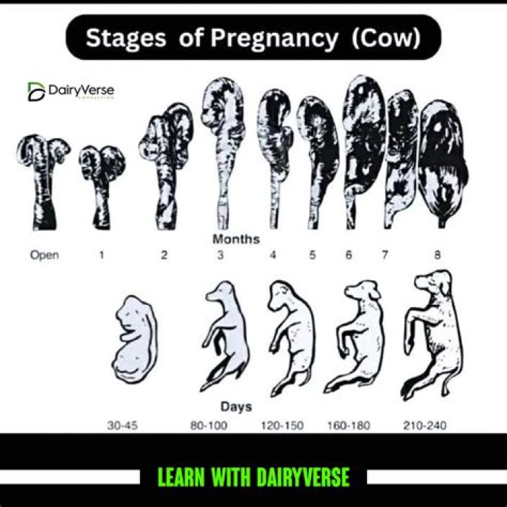 How do Stardew cows get pregnant?