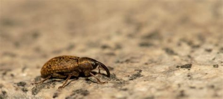 How do weevils get into sealed containers?