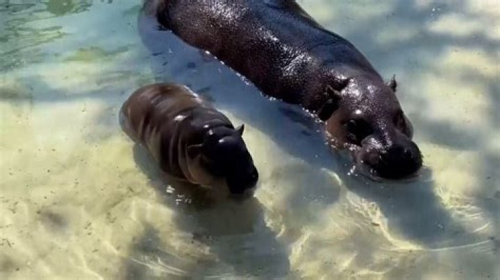 How do you beat a hippo?