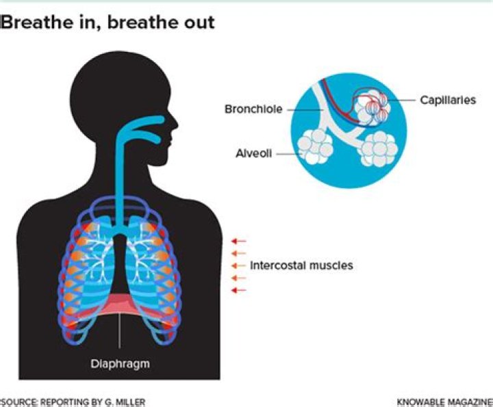 How do you breathe normally?