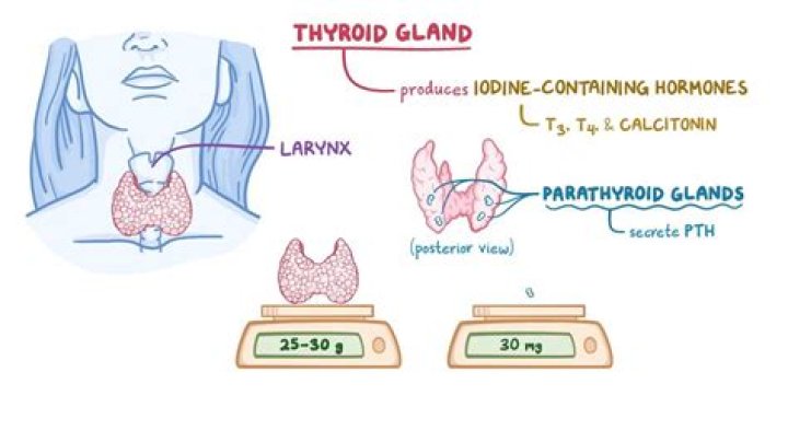 How do you check parathyroid levels?