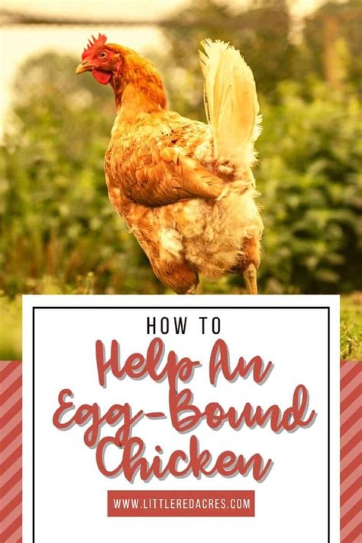 How do you feel an egg bound chicken?