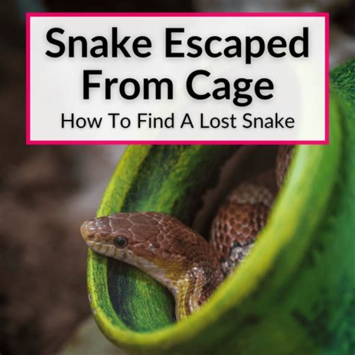 How do you find a lost snake?