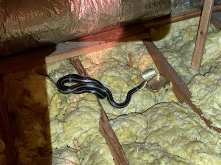 How do you find a snake nest?