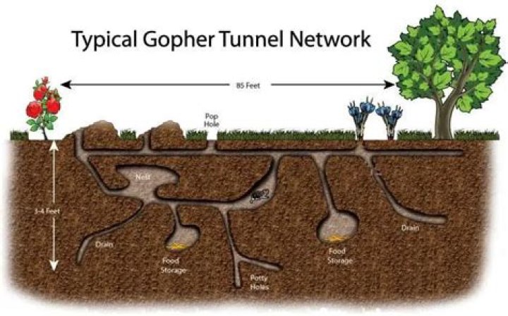 How do you fix a gopher tunnel?