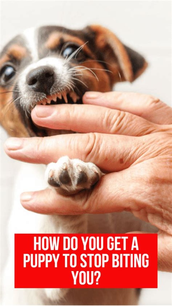How do you get a puppy to stop biting you?