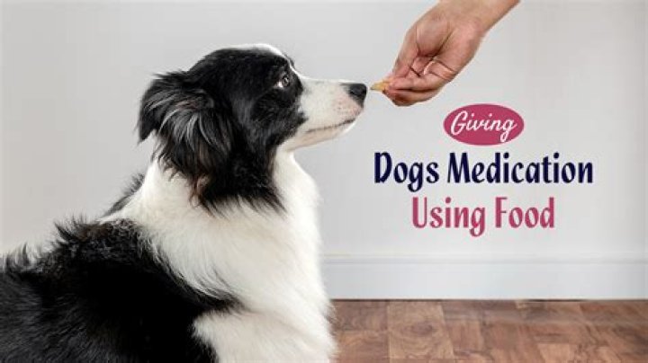 How do you give a dog medicine on an empty stomach?