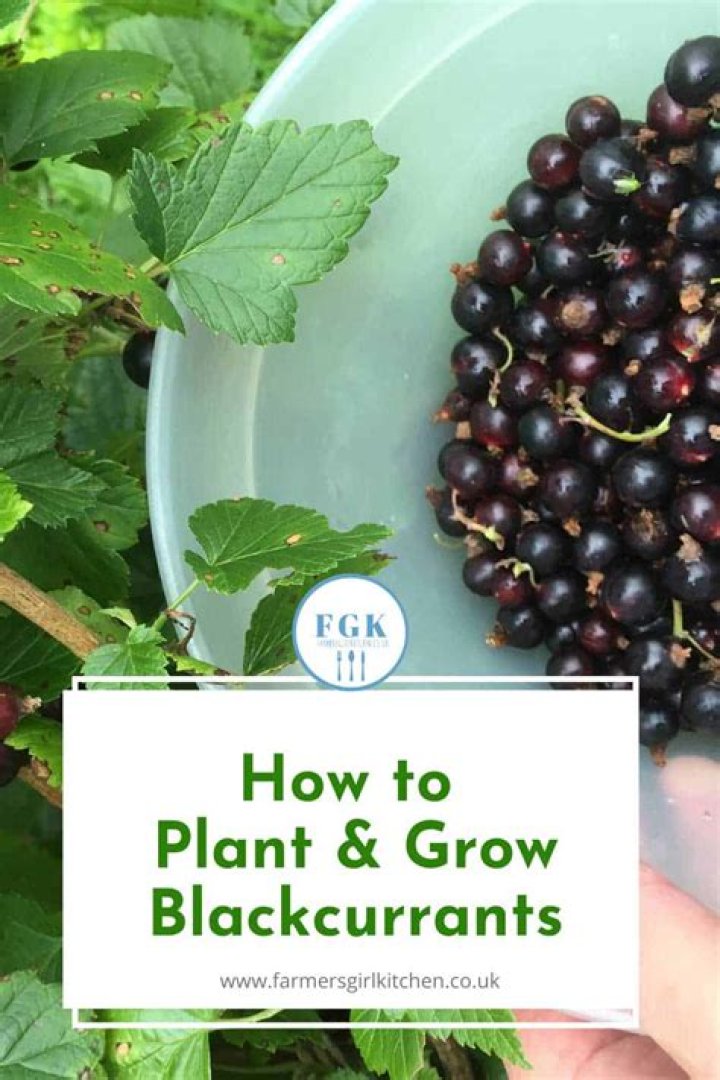How do you grow blackcurrants?