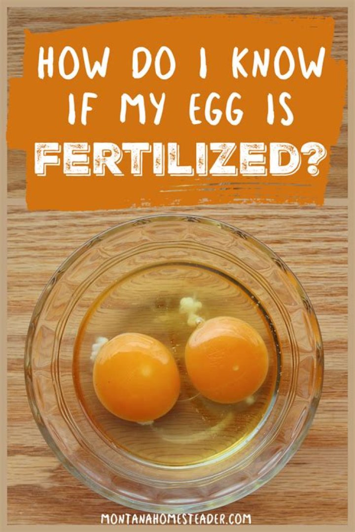 How do you know if an egg yolk is rotten?