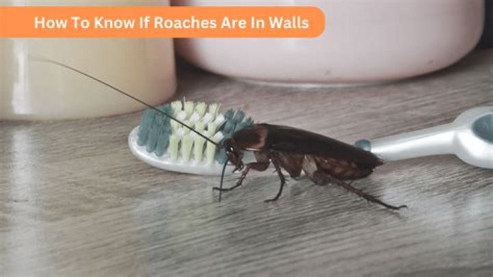 How do you know if roaches are in your walls?