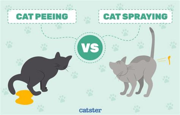 How do you make a cat pee?