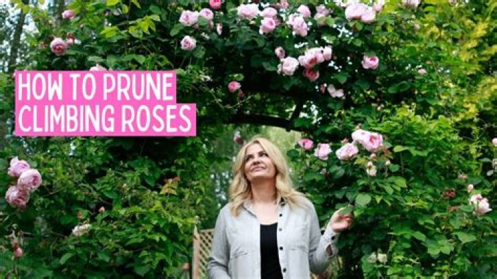 How do you prune an old climbing rose?