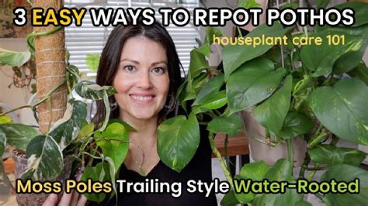 How do you repot pothos after root rot?