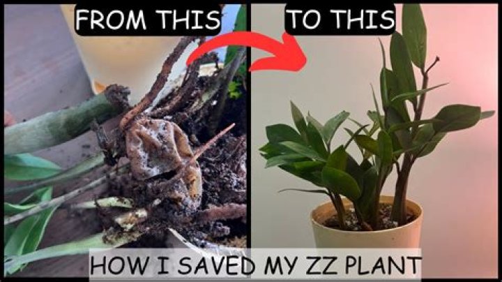 How do you rescue a plant with root rot?
