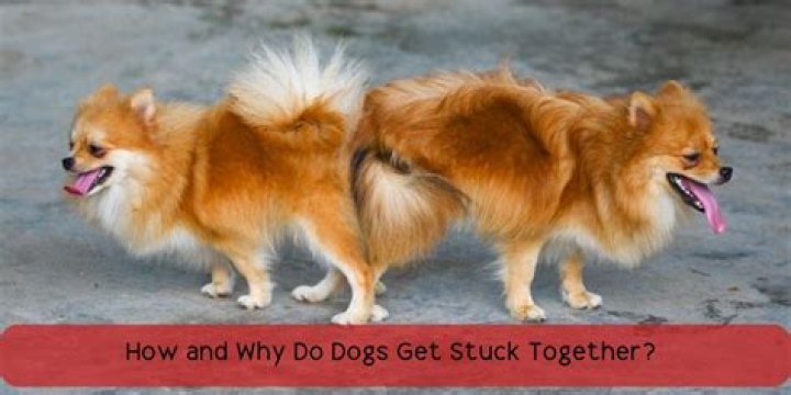 How do you separate dogs that are stuck together?