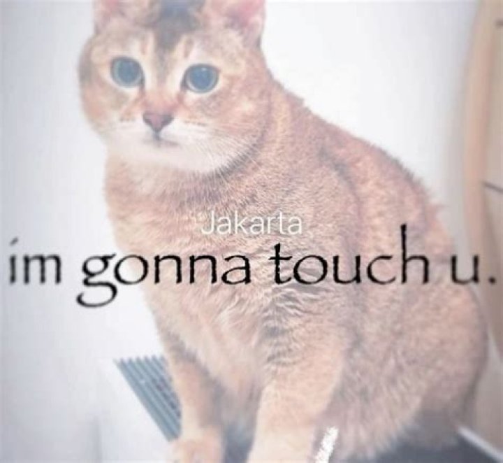 How do you show your cat you're the Alpha?