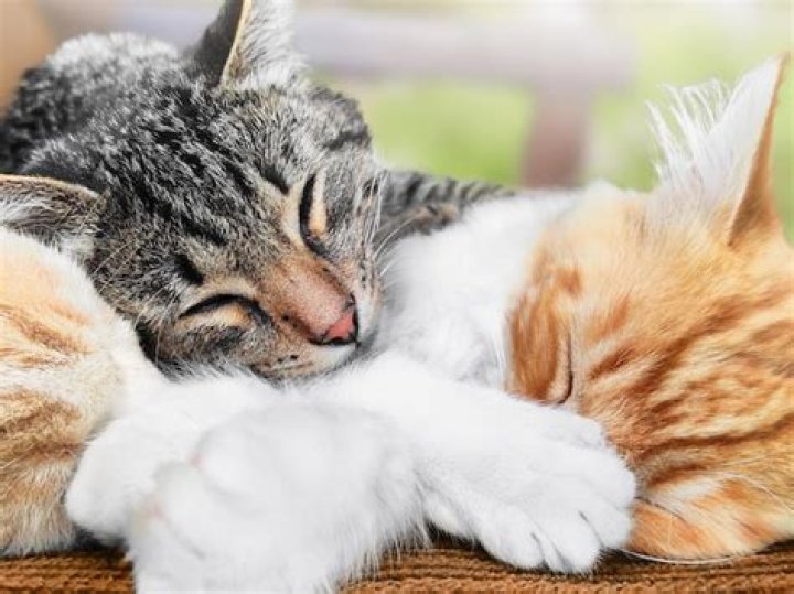 How do you sleep cutely?