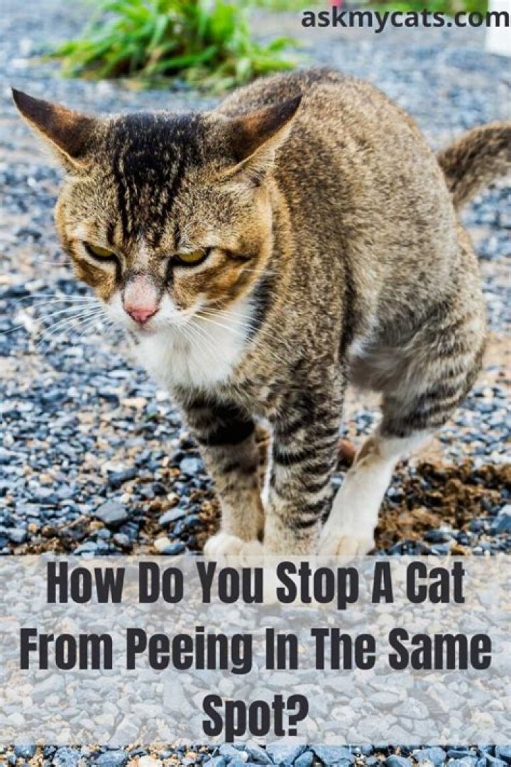 How do you stop a cat from peeing in the same spot?