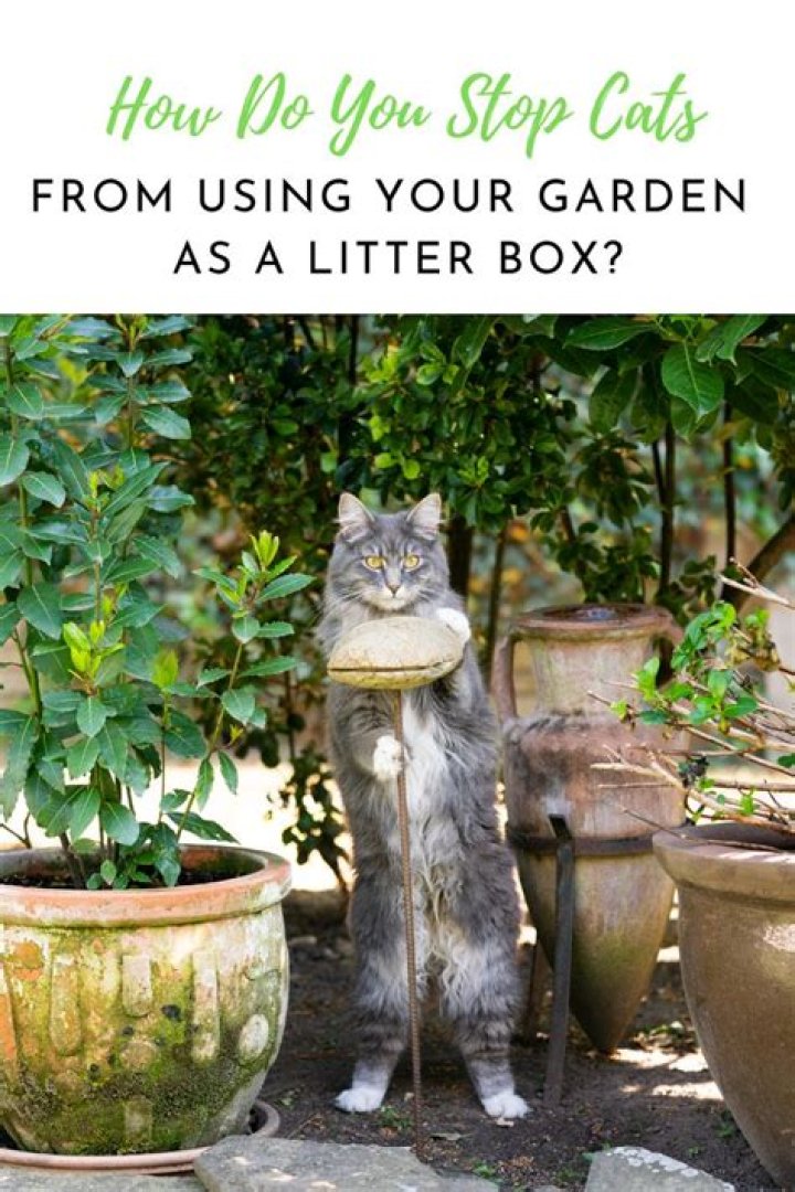 How do you stop cats from using your garden as a litter box?