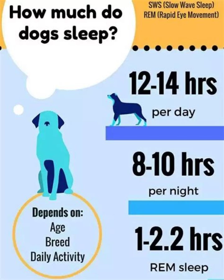How do you stop your dog barking at night?