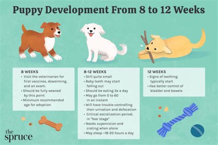 How do you survive the puppy stage?