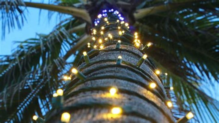 How do you take care of a palm tree for Christmas?