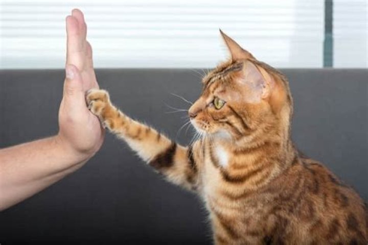 How do you teach a cat to high five?
