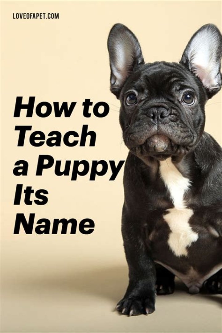 How do you teach a puppy its name?